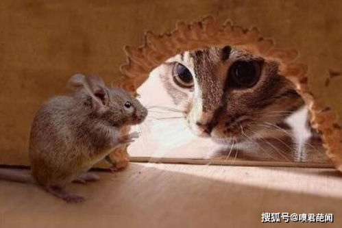 中国十大禁菜三吱儿老鼠 生吃老鼠崽 病毒极多