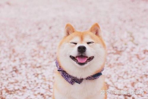 金毛,柴犬,拉布拉多养哪个更好 