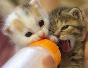 幼猫一次喝多少羊奶,幼猫羊奶粉怎么冲调