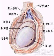 睾丸炎多久能痊愈过性生活