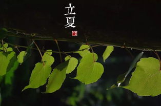 上海头条 明天立夏 立夏蛋 吃蚕豆 称体重 ...这些习俗侬还记得伐 