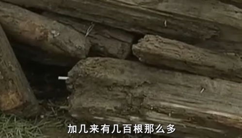 云南村民挖出诡异黑木,木块放火烧都烧不着,专家好奇前来考察