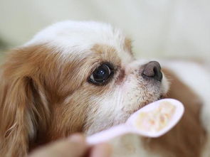 狗狗能吃米饭吗 对它的身体有什么好处 适当喂食但不能长期吃