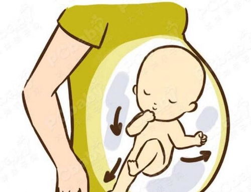 孕6个月,坐着吃饭总感觉胎动,是压住宝宝了吗