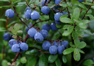 黔东南地区蓝莓主要病虫害绿色防控技术,蓝莓的种植及养护修剪