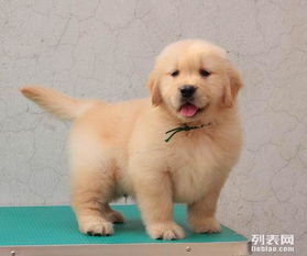 杭州本地出售金毛幼犬支持上门看狗加微信有折扣