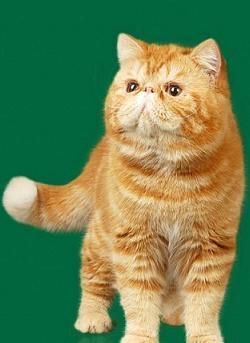加菲猫原形 红虎斑异国短毛猫 红虎斑猫属于波斯猫的一个分支,是为了那些喜欢波斯猫又懒得打理长毛的人而专门人工培育的 这种毛茸茸,充满活力的猫起源于美国 
