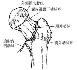 股骨颈骨折后禁吃什么