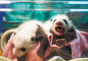 重庆动物园大熊猫双胞胎首次同时存活