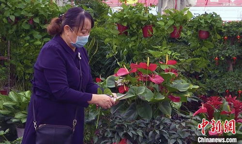 万紫千红报春来 新疆各地花卉市场复工开市