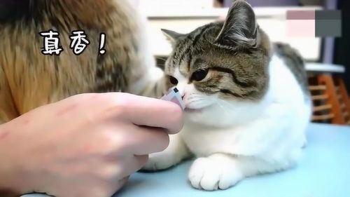 小猫第一次打疫苗,全程只顾吃零食无抵抗 给个罐头还能再来一针 
