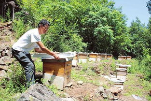 阳城县鼓励和支持山区农民发展养蜂业