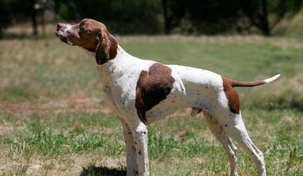 波音达猎犬,猎鸟犬中最古老的犬种,你认识吗