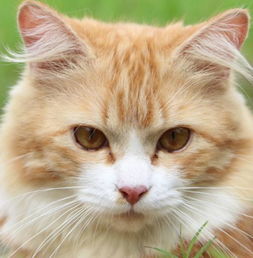 尿结石 耳螨 猫鼻支这三大困扰猫咪的疾病有哪些症状,如何治疗