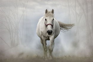梦见一匹白马