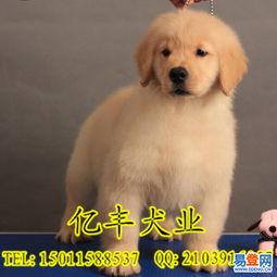 【北京大头金毛幼犬 赛级金毛寻回犬证书芯片都有】-大兴 大兴周边易登网