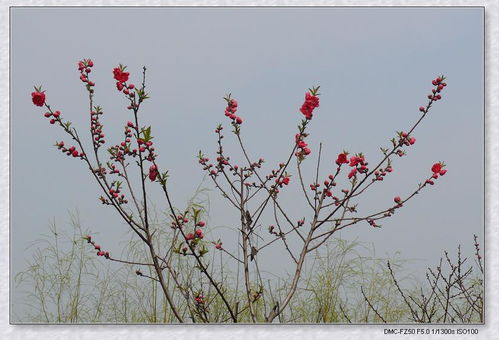 关于二月桃花的诗句