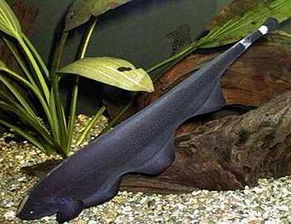黑色的鱼,尾巴有白色的斑纹,下摆波浪形状的叫什么鱼 