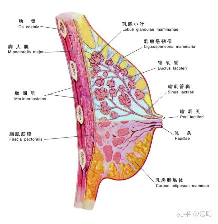 蒙哥马利腺图片大全 图片欣赏中心 急不急图文 Jpjww Com