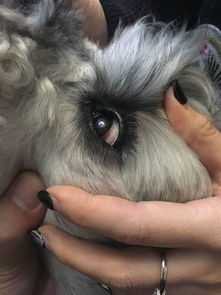 狗狗眼睛里有色斑 图 