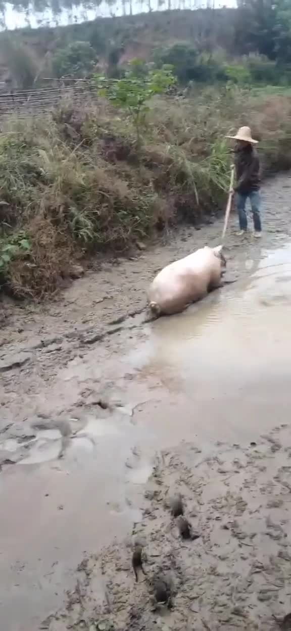 谁家女朋友掉河里了 