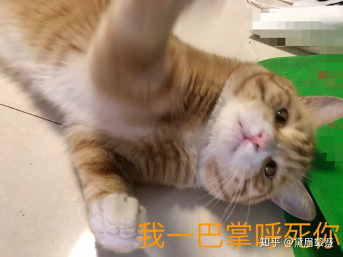 养一只巨能吃的橘猫是怎样的体验 