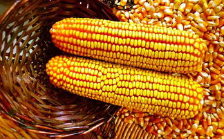 tk601玉米种子简介,通辽地区高产玉米品种有哪些？