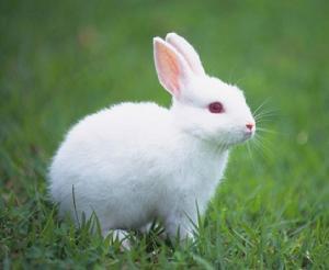 兔子的生活习性,兔子的生活特征和生活方式