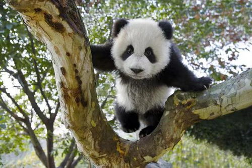 成都国际摄影周丨 国际蓉 的熊猫表达 这是拍得最美的大熊猫