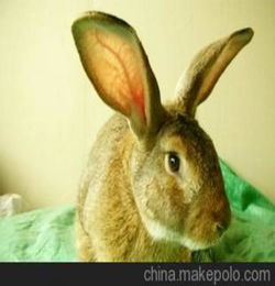加利福尼亚兔种兔 有图 