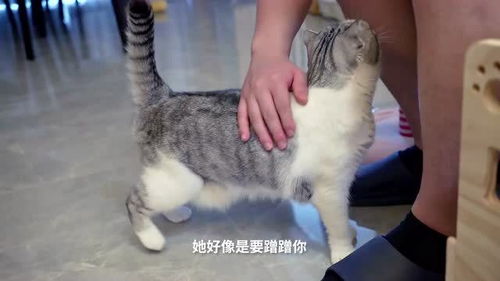 小猫咪们看见陌生人,居然会去主动蹭人家,应该成精了 