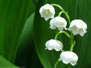 铃兰花花语是什么,铃兰的花语代表守护的花？