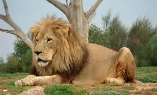 美洲豹和非洲狮,它们到底哪个更厉害