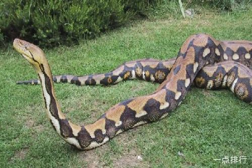 世界上最大的蟒蛇 网纹蟒最长长度 12米