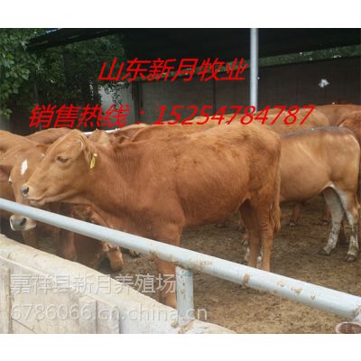 甘肃省肉牛品种有哪些