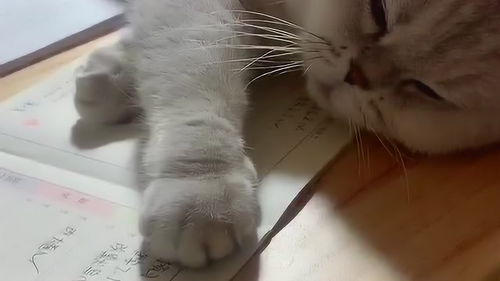 猫咪陪女儿写了一晚作业,累的在桌子上睡着了,而女儿还在奋笔疾书 