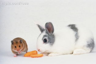 宠物鼠和兔子图片 