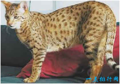 世界上最贵的猫,阿什拉猫一只售价2.4万美元,每年限量出售