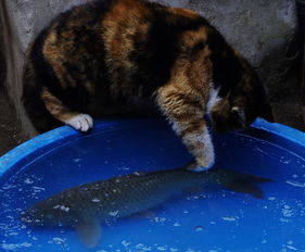 爱吃鱼的猫