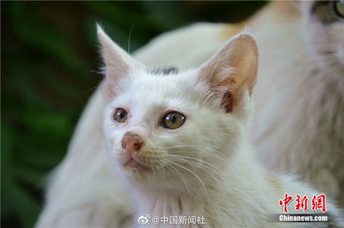 68岁老人27年收养600余只流浪猫 每只都有名字 