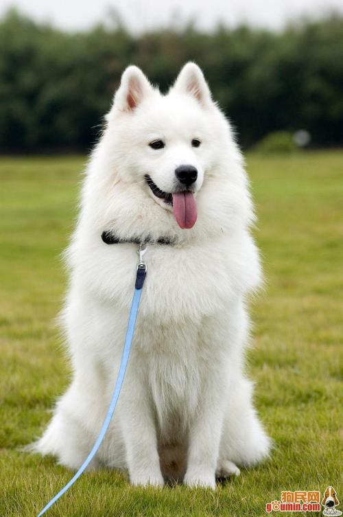 我在惠州看见一只白色的狗像狼一样的狗谁知道叫什么名字,那里有卖 