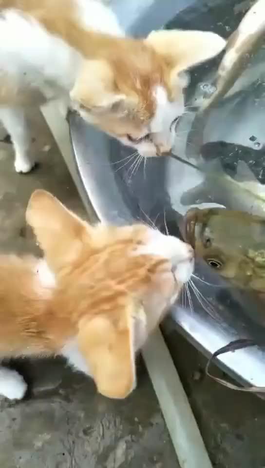 又一条想吃猫的鱼,你信吗 
