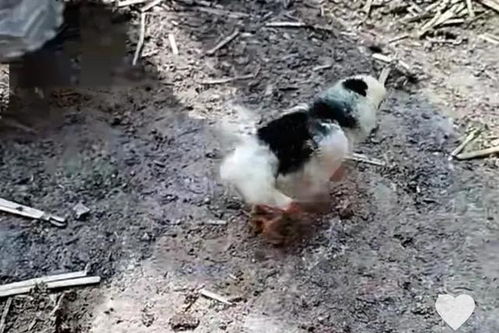 小鸡的腿怎么弄好吃呢视频(安徽女子发现小鸡长四条腿“四腿鸡”的出现，暗示了什么)