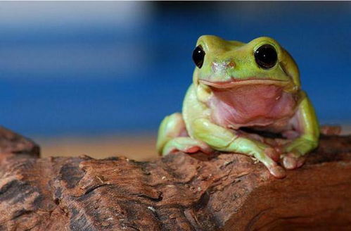 动物传奇 最受欢迎的蛙界伙伴,憨态可掬的老爷树蛙