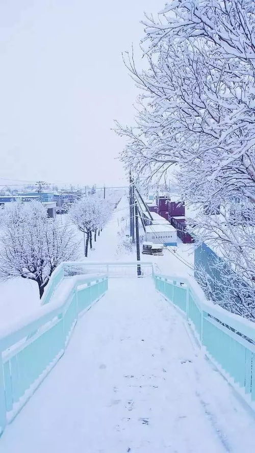 日本北海道雪景 信息评鉴中心 酷米资讯 Kumizx Com