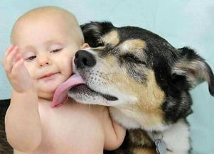 狗狗 舔人 的7大原因,喜欢舔你,不一定就是喜欢你