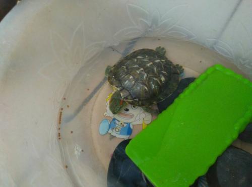 为什么乌龟吃龟粮要揉眼睛？