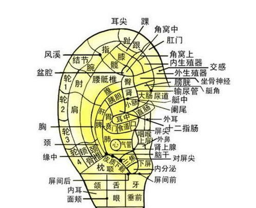 耳朵是颗 养生丹 临睡之前揉一揉,气血全通畅,病痛都跑掉