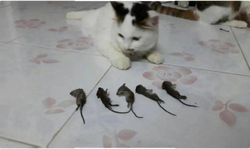 粮仓里打死5只老鼠,为让猫咪见识下,主人整齐的将老鼠摆它面前