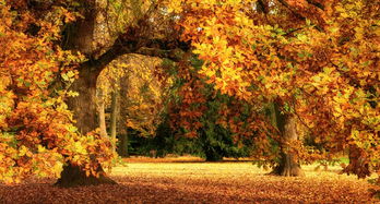 关于秋天和梧桐树的诗句